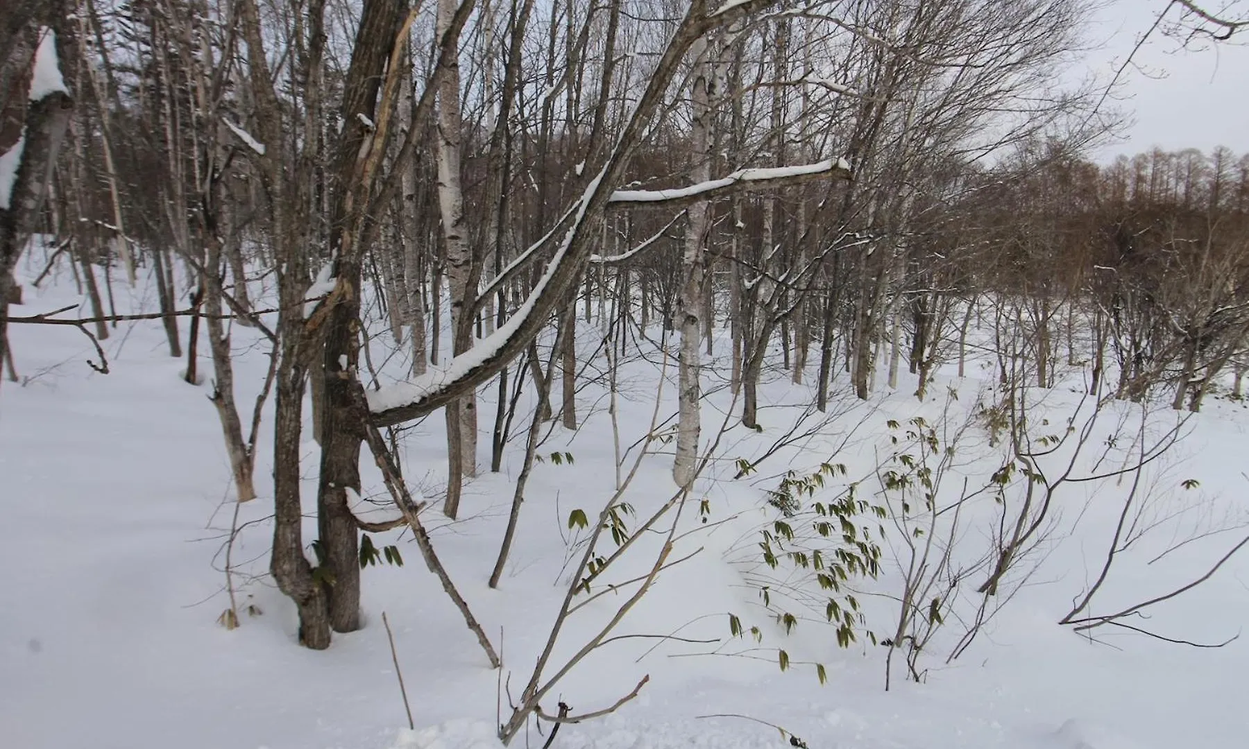 Forest Hideaway - Vacation Stay 09982V Niseko Japan