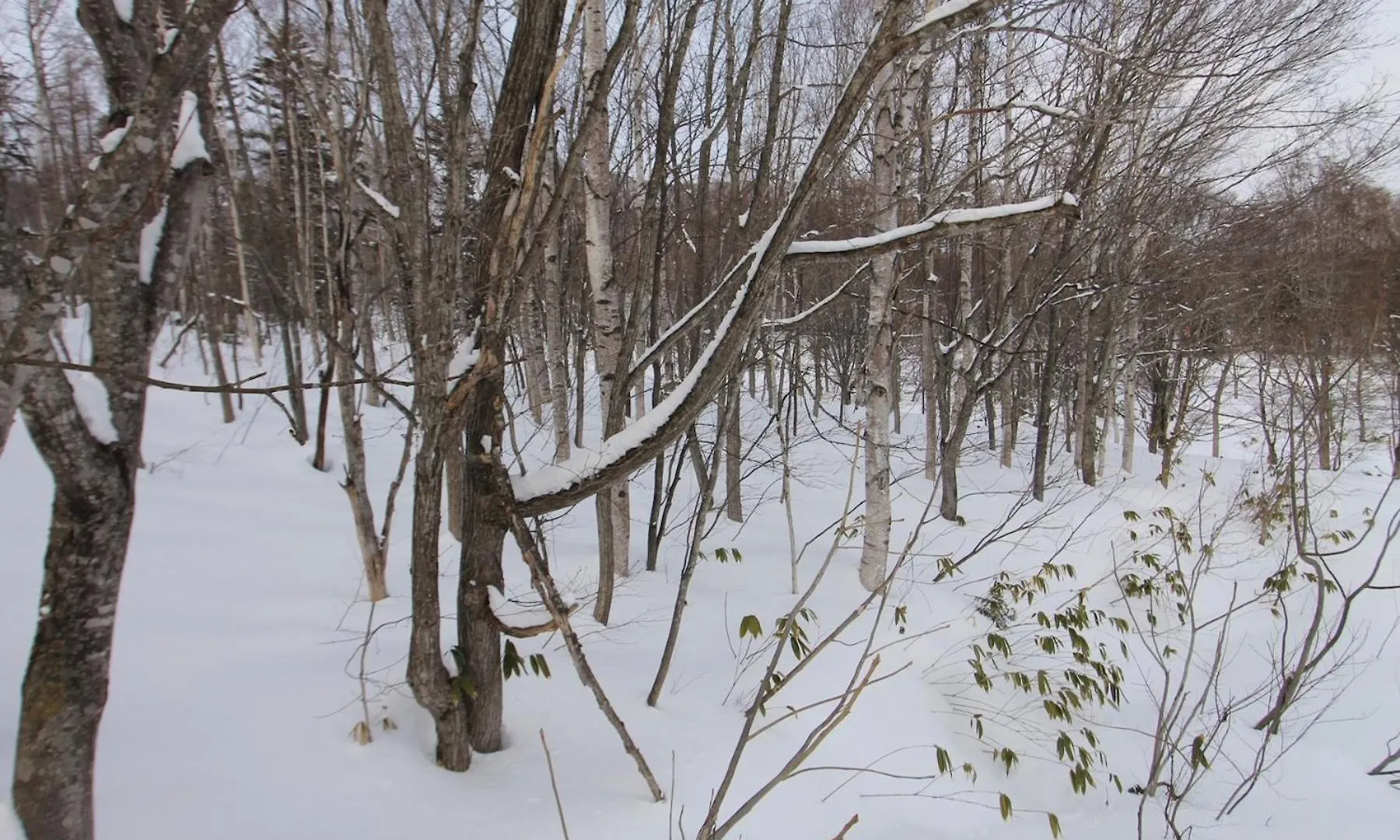 Forest Hideaway - Vacation Stay 09982V Niseko 0*,  Japan